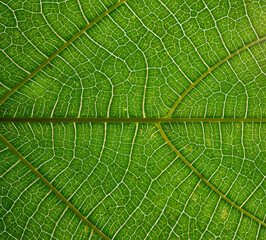 Closeup green leaf texture