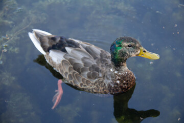 Wildlife - Kade Davies