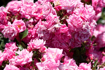 pink flowers