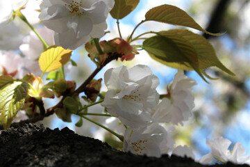 Beautiful Japanese White Cherry blossoms at Kyoto, Japan