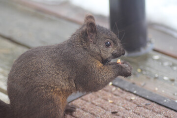 Wildlife - Kade Davies