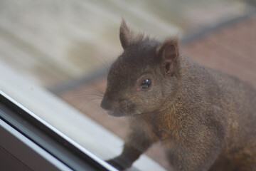 Wildlife - Kade Davies