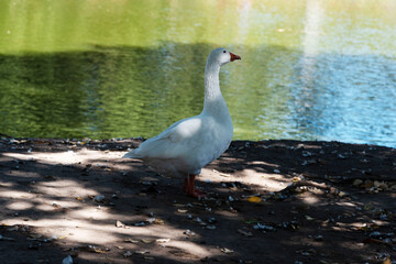 duck in palermo lake