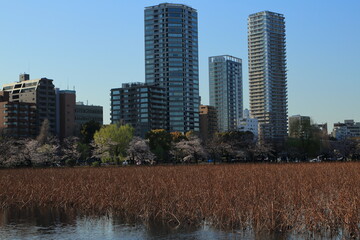 春の不忍池とタワーマンション群