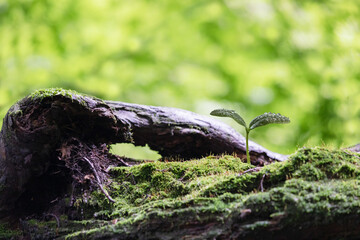森の中の水滴のついた新芽　エコイメージ