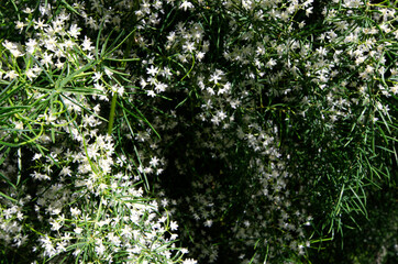 Beautiful plenty small white flowers of Shatavari tree in the wild