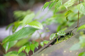 森の中の水滴のついた新芽　エコイメージ