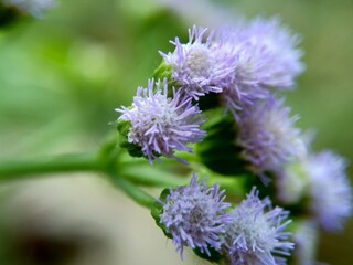 Macro shot Bandotan (Ageratum conyzoides) is a type of agricultural weed belonging to the Asteraceae tribe. Used to against dysentery and diarrhea, insecticide and nematicide.