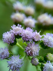 Macro shot Bandotan (Ageratum conyzoides) is a type of agricultural weed belonging to the Asteraceae tribe. Used to against dysentery and diarrhea, insecticide and nematicide.