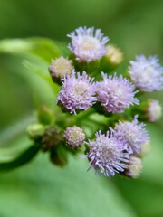 Macro shot Bandotan (Ageratum conyzoides) is a type of agricultural weed belonging to the Asteraceae tribe. Used to against dysentery and diarrhea, insecticide and nematicide.
