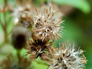Macro shot Bandotan (Ageratum conyzoides) is a type of agricultural weed belonging to the Asteraceae tribe. Used to against dysentery and diarrhea, insecticide and nematicide.