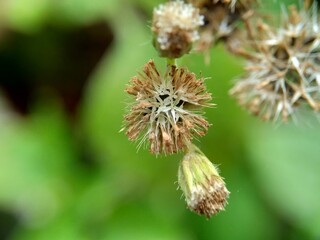Macro shot Bandotan (Ageratum conyzoides) is a type of agricultural weed belonging to the Asteraceae tribe. Used to against dysentery and diarrhea, insecticide and nematicide.