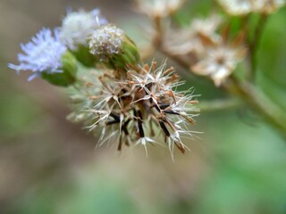 Macro shot Bandotan (Ageratum conyzoides) is a type of agricultural weed belonging to the Asteraceae tribe. Used to against dysentery and diarrhea, insecticide and nematicide.