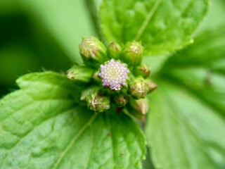 Macro shot Bandotan (Ageratum conyzoides) is a type of agricultural weed belonging to the Asteraceae tribe. Used to against dysentery and diarrhea, insecticide and nematicide.