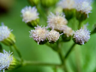 Macro shot Bandotan (Ageratum conyzoides) is a type of agricultural weed belonging to the Asteraceae tribe. Used to against dysentery and diarrhea, insecticide and nematicide.