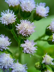 Macro shot Bandotan (Ageratum conyzoides) is a type of agricultural weed belonging to the Asteraceae tribe. Used to against dysentery and diarrhea, insecticide and nematicide.