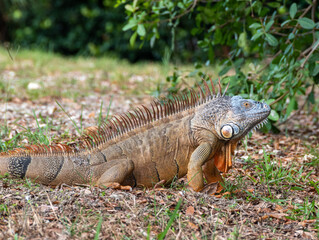 Brown and orange iguana on grass