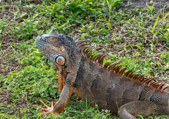 Brown and orange iguana on grass