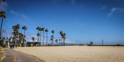 beach lined trees and sand