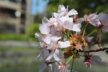 Beautiful Japanese pink Cherry blossoms along the Kamogawa River at Kyoto, Japan