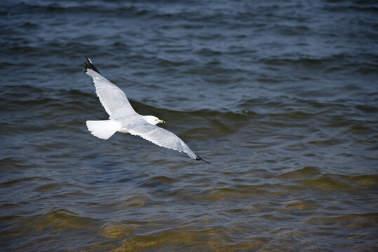 Seegull soaring over calm waters.