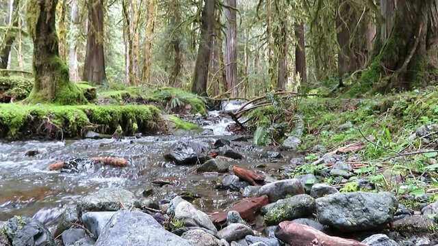 Pacific Northwest babbling brook in old growth forest