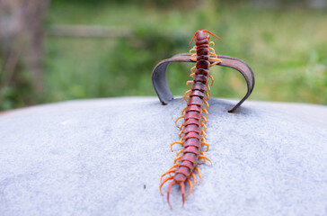 The centipede is a poisonous animal