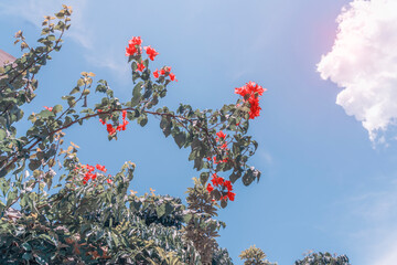 purple bougainvillea flowers in garden