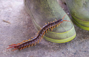 Centipede is a poisonous animal. It has many legs.