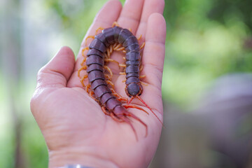 Centipede is a poisonous animal. It has many legs.