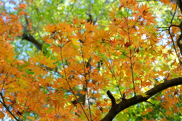 秋の楓が色付く