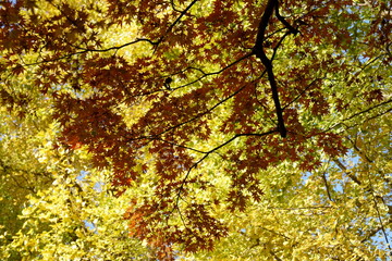 秋の楓が色付く