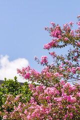 Obraz premium crepe myrtle flowers in garden