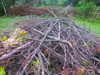 dry branches