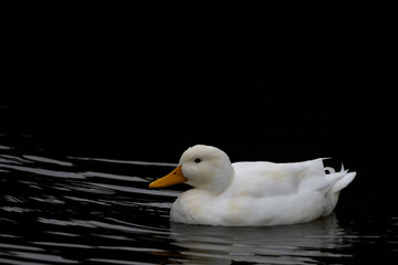 White duck with black background swimming in water