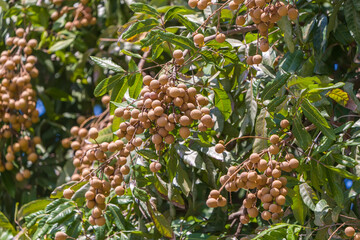 Longan on the green tree