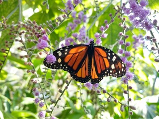 Obraz premium mariposario