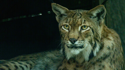 katze, tier, luchs, wild, natur, säugetier, tiger, wild lebende tiere