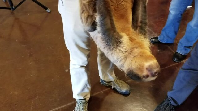 Two toed sloth hanging from zookeeper