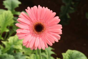 pink daisy flower