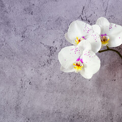 Orchid flowers on a branch against a stucco wall, mockup