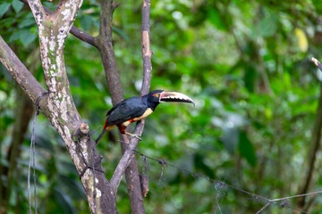 Birds of Costa Rica. Chestnut-mandibled Toucan