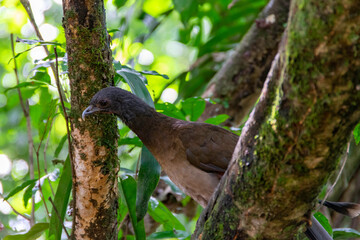 Birds of Costa Rica. Crested Guan