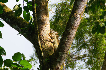 A Costa Rican iguana is climbing a tree.