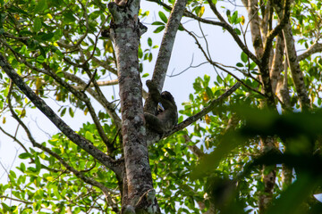 The Costa Rican sloths are looking at me.