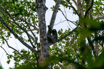 The Costa Rican sloths are looking at me.