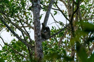The Costa Rican sloths are looking at me.