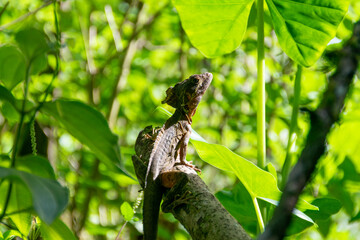 A Costa Rican basilisk is looking up at the sky.