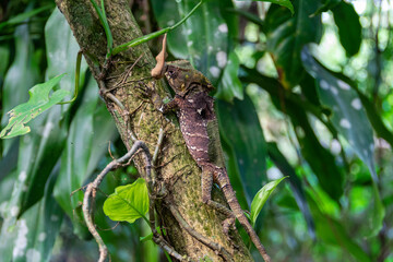 A Costa Rican basilisk climbs a tree.