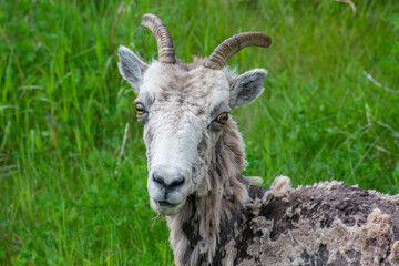 Mountain sheep shedding wool 